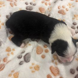 Praline - Black tri female Toy Australian Shepherd puppy in Princeton, Louisiana from Legacy Hill Aussies