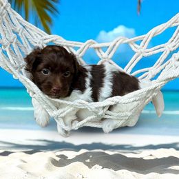 Breeze - Chocolate female Havanese puppy in Katy, Texas from Cloud 9 Havanese