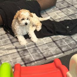 Mandy - Apricot female Poodle puppy in Florence, South Carolina from Karen’s precious poodles and doodles