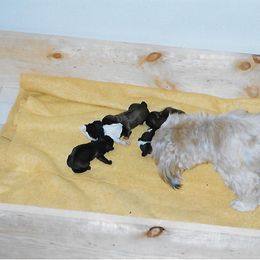 Shih Tzu Puppies from Shih Tzu Dreams Come True
