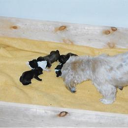Shih Tzu Puppies from Shih Tzu Dreams Come True