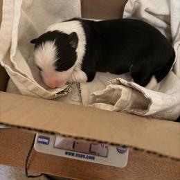 January (Jan) - Black and white female Border Collie puppy in Lebanon, Oregon from Cahill’s Canines