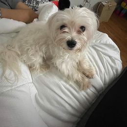 Bella - Maltese