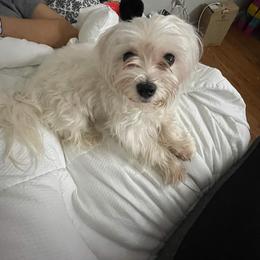 Bella - Maltese