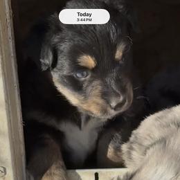 Oakley- blue eyes - Black tri male Miniature Australian Shepherd puppy in Signal Mountain, Tennessee from D & D Miniature and Toy Australian Sheppards