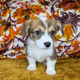 CRYSTAL - Sable female Pembroke Welsh Corgi puppy in Ritzville, Washington from Sapphire Iris Corgis