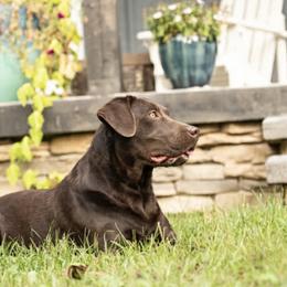 Ruby - Chocolate female Labrador Retriever puppy in Conway, Missouri from Ozark Mountain Kennel