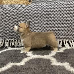 Clover - Red female Pembroke Welsh Corgi puppy in Narvon, Pennsylvania from Corgi Companions (license number 18998)