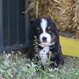 Bernese Mountain Dog, Golden Mountain Dog, and Golden Retriever Puppies from Grateful Bernese & Gage's Goldens