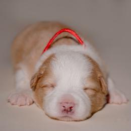 Towns - White and gold male Border Collie puppy in Fresno, California from Alpine Tails
