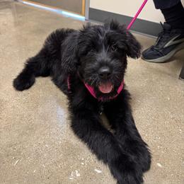 Trueno - Black female Giant Schnauzer puppy in Noblesville, Indiana from Stratton House Kennels
