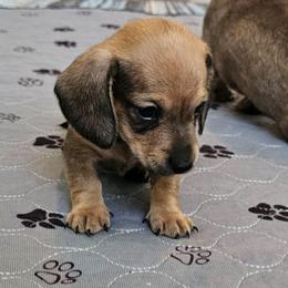 Firecracker miniature dachsund - Red male Dachshund puppy in Queen Creek, Arizona from Wigglebutts Miniature Dachshund Az