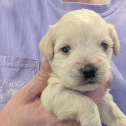 Baby boy 3 - orange collar - Wheaten male Miniature Schnauzer puppy in Eupora, Mississippi from Mississippi Mini Schnauzers