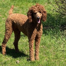 Nova Lee - Poodle
