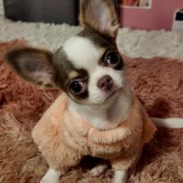 Chihuahua puppies from GeorgiasChihuahuas