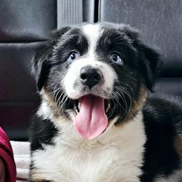 Australian Shepherd Puppies from Gypsy River Aussies