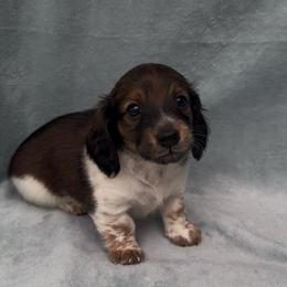 Murphy - Piebald male Dachshund puppy in Trinity, Texas from Signature Sloan - Long Hair Dachshunds