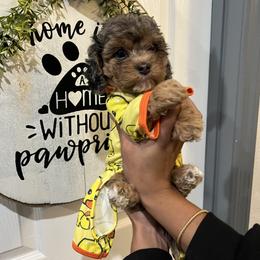 Bernedoodle, Cavapoo, and Cockapoo Puppies from Doodley doodles