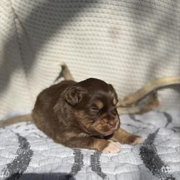 Meleys - Red tri female Miniature Australian Shepherd puppy in Cody, Wyoming from Quartz Creek Aussies