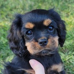 Miss Sunshine - Black and tan female Cavalier King Charles Spaniel puppy in Mobile, Alabama from Marcheta Cavaliers