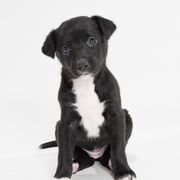 Sporty Mix Puppies from Rosette Sport Dogs