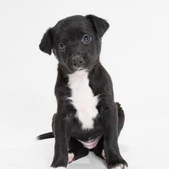 Sporty Mix Puppies from Rosette Sport Dogs