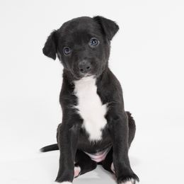 Sporty Mix Puppies from Rosette Sport Dogs