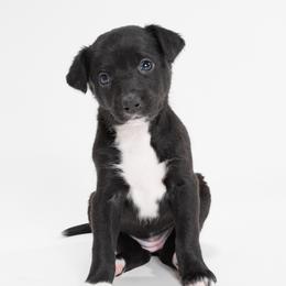 Sporty Mix Puppies from Rosette Sport Dogs