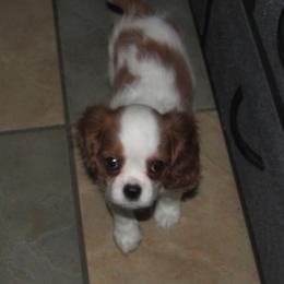 Cavalier King Charles Spaniel puppies from Lori's Cavalier King Charles Spaniels & Dachshunds