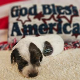 Blue pie girl coat is TBD - Blue and tan female Dachshund puppy in Herald, California from Bluegum Dachshunds