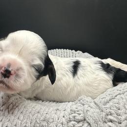 Lumie - Tri-color female Cavapoo puppy in Cameron, South Carolina from Sassy Sailor & Company