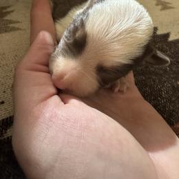 Boy 3 - Red male Border Collie puppy in Wasilla, Alaska from Double J & L Ranch Border Collies