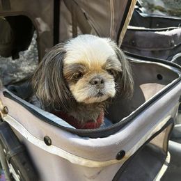 Shih Tzu All Grown Up from Beachamp’s Shih tzu’s