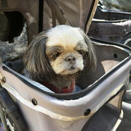 Shih Tzu All Grown Up from Beachamp’s Shih tzu’s