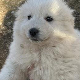 Valkyrie - White female Great Pyrenees puppy in Sterling, Nebraska from Nemaha Valley Farms
