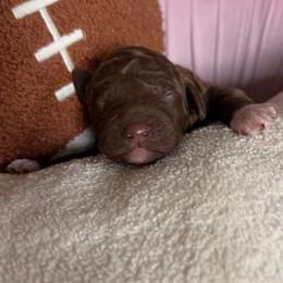 Jersey (Brown Boy) - Red  male Goldendoodle puppy in Toledo, Ohio from Avery Doodle Day LLC