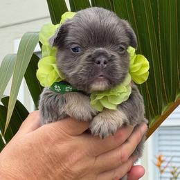 Duke - Tricolors male French Bulldog puppy in Palm Coast, Florida from Calypso Island French Bulldogs