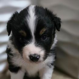 Aelia - Black tri-color female Australian Shepherd puppy in Smithfield, Utah from Invictus Farms