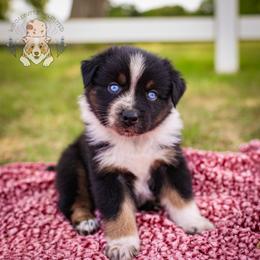 Roux - Black tri-color female Australian Shepherd puppy in Buena Vista, Colorado from Wigglebutts Unlimited