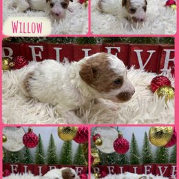 Willow - Parti female Goldendoodle puppy in Wayland, New York from Loris Pampered Pooches💕