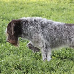 Cirneco dell’Etnas, Kuvaszok, and Wirehaired Pointing Griffons from Kaen Kennels