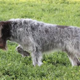 Cirneco dell’Etnas, Kuvaszok, and Wirehaired Pointing Griffons from Kaen Kennels