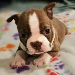 Boy 3 - Red male Boston Terrier puppy in South Of Boston, Massachusetts from Boston Collections