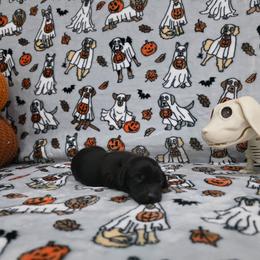 Solid black - Black male Dachshund puppy in West Plains, Missouri from Spring Creek Dachshunds