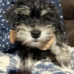 Miniature Schnauzer Puppies from Miniature Schnauzers of Delmarva