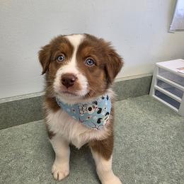 Flynn - Red tri-color male Australian Shepherd puppy in Oak Ridge, Missouri from Myers Farm Aussies