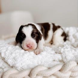 Blue boy - Chocolate male Australian Labradoodle puppy in Syracuse, Indiana from The Doodle Cove