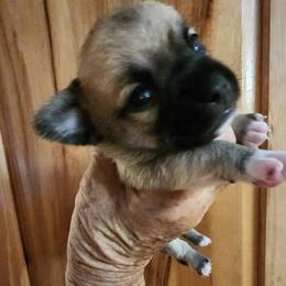 Andy - Fawn and white male Chihuahua puppy in Nc, Florida from Brusseluv2
