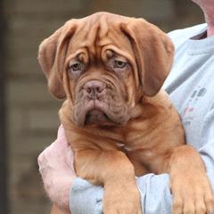 Girl 5 - Red Dogue de Bordeaux puppy in New Albany, Mississippi from Back Porch Bordeaux