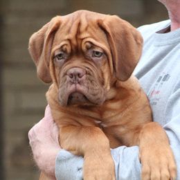 Girl 5 - Red Dogue de Bordeaux puppy in New Albany, Mississippi from Back Porch Bordeaux